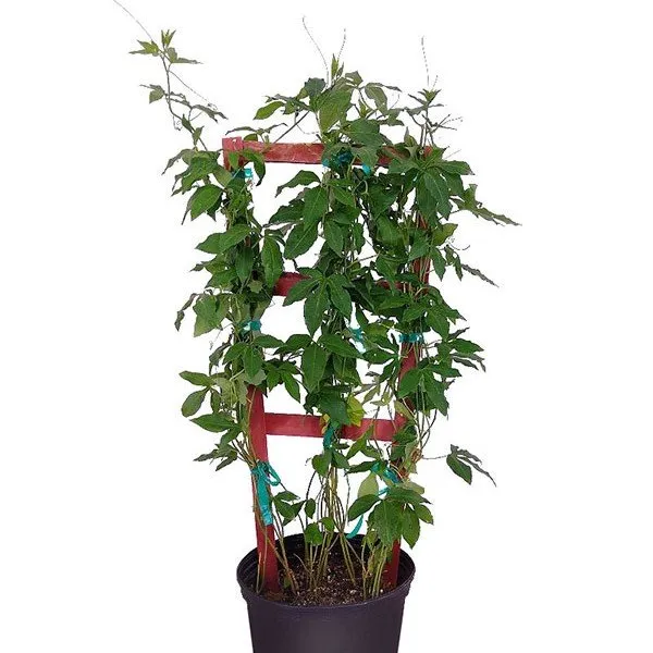Passion_Flower_Plant__Red