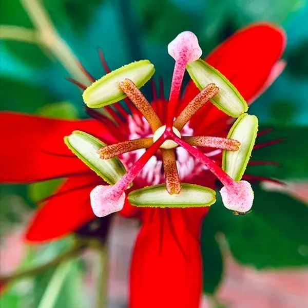 Passion_Flower_Plant__Red
