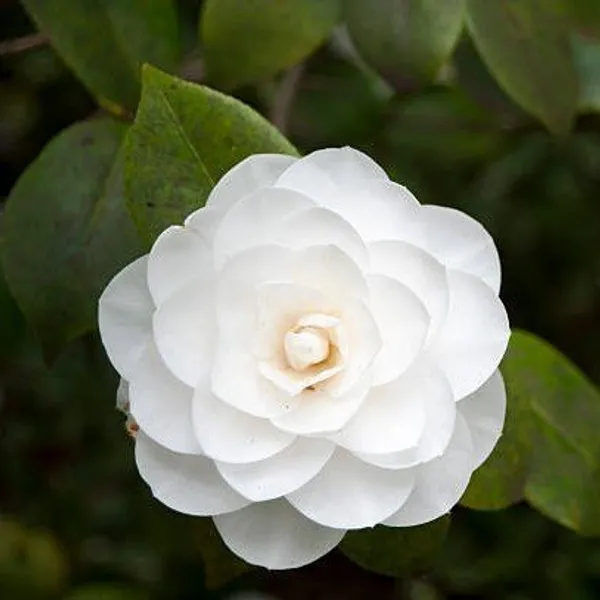 Camellia_Flower_Plant_White