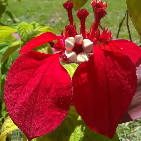 Mussaenda_Philippica_Flower_Plant_Red