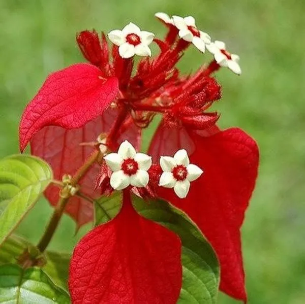 Mussaenda_Philippica_Flower_Plant_Red