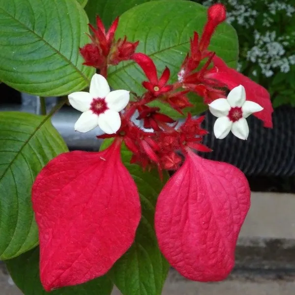 Mussaenda_Philippica_Flower_Plant_Red