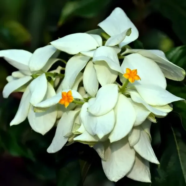Mussaenda_Philippica_Flower_Plant_White