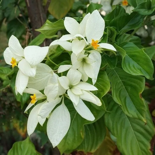 Mussaenda_Philippica_Flower_Plant_White