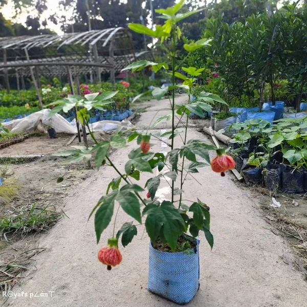 Lantern_Hibiscus_Flower_Plant_Tiger_Shape