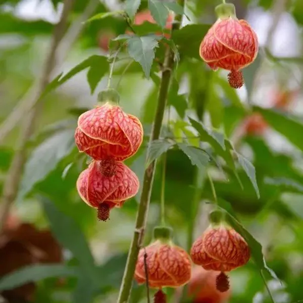 Lantern_Hibiscus_Flower_Plant_Tiger_Shape