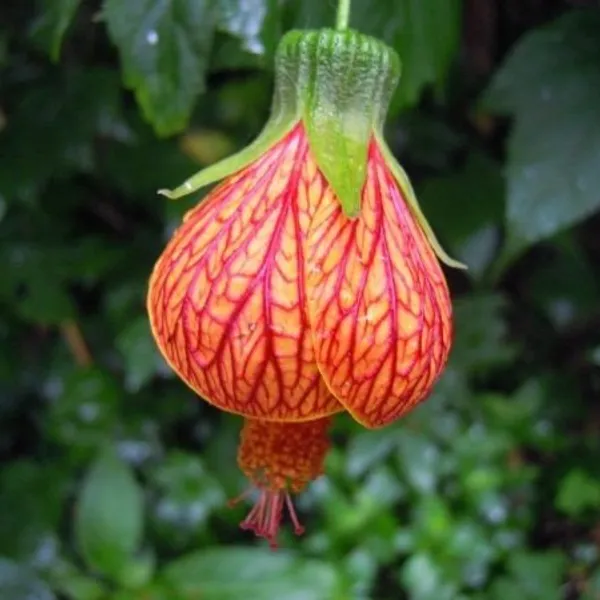 Lantern_Hibiscus_Flower_Plant_Tiger_Shape