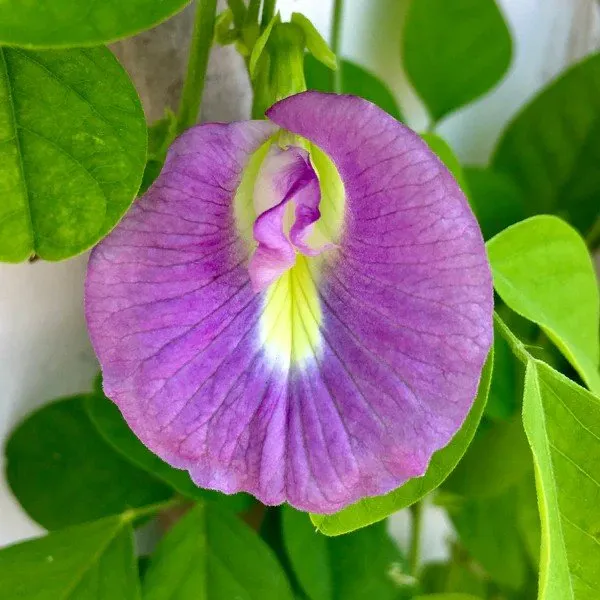 Aparajita_Flower_Plant_Pink