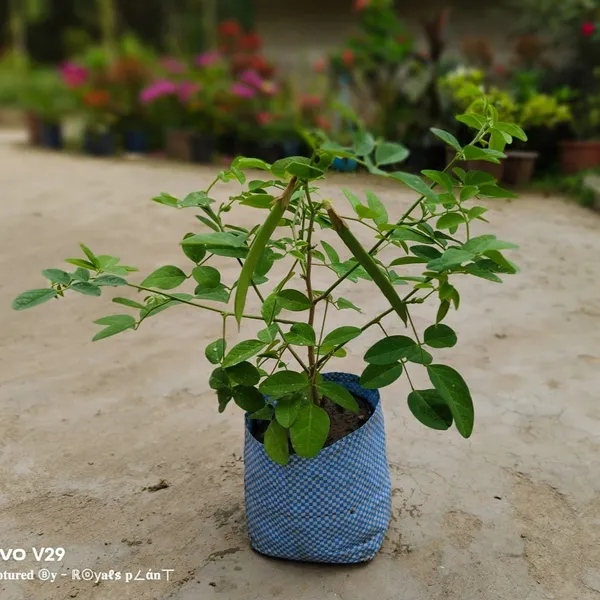 Aparajita_Flower_Plant_Pink