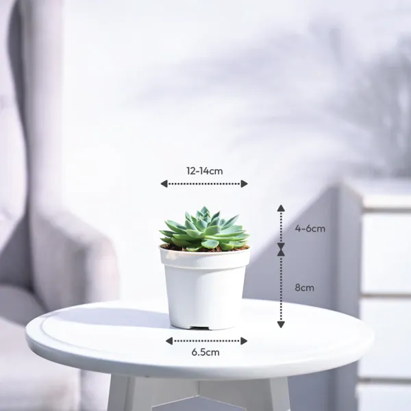 Echeveria_Pegasus_Sacculents