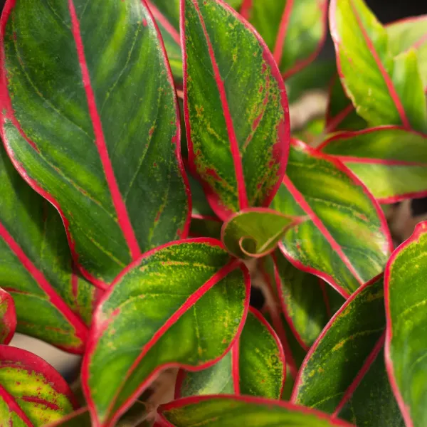 Red_Lipistick_Aglonema_Live_Indoor_Plant