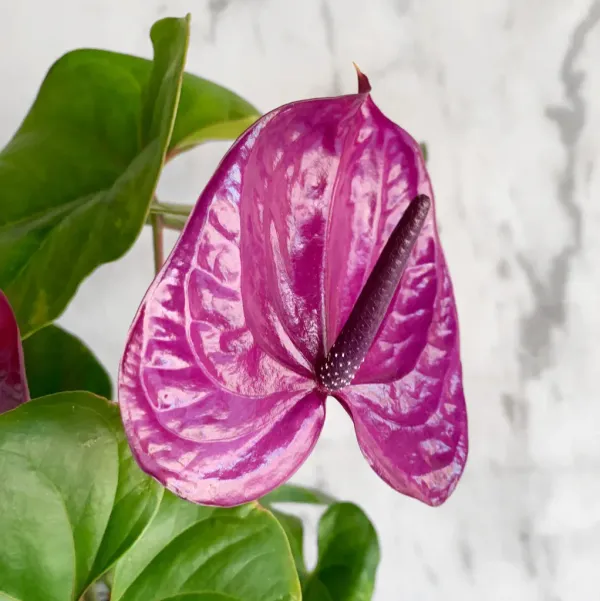 Anthurium_Andreanum_Purple_Gift_Plant_Purple