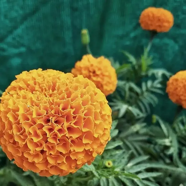 African_Marigold_Flower_Plant_Orange