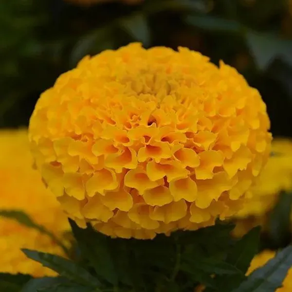 African_Marigold_Flower_Plant_Orange