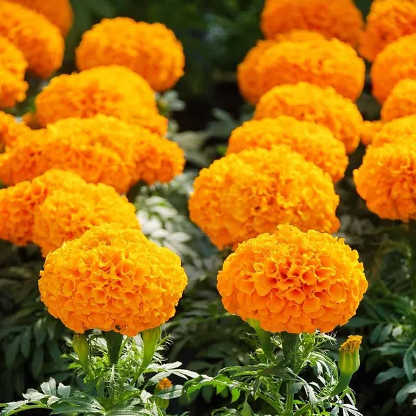 African_Marigold_Flower_Plant_Orange