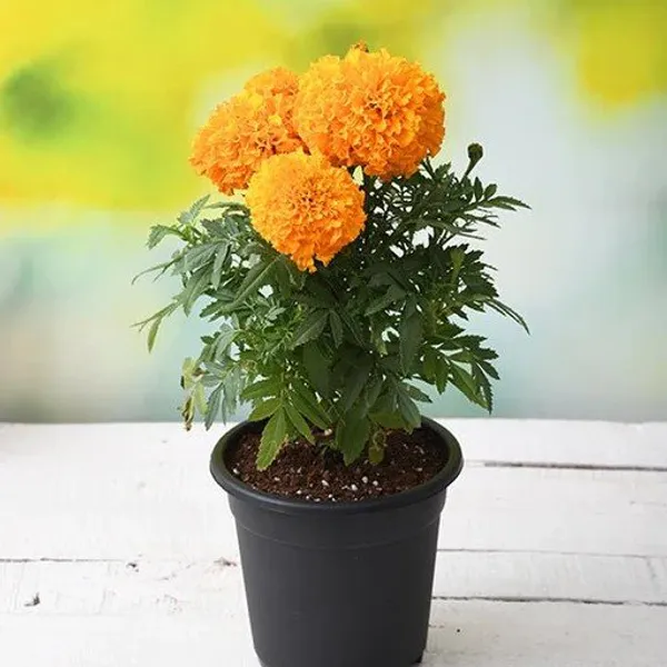 African_Marigold_Flower_Plant_Orange