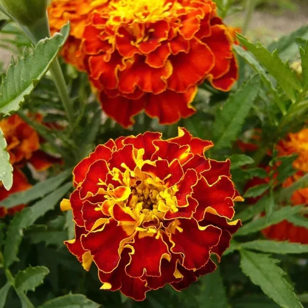 French_Marigold_Red