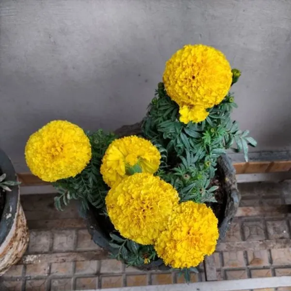 African_Marigold_Flower_Plant_Yellow
