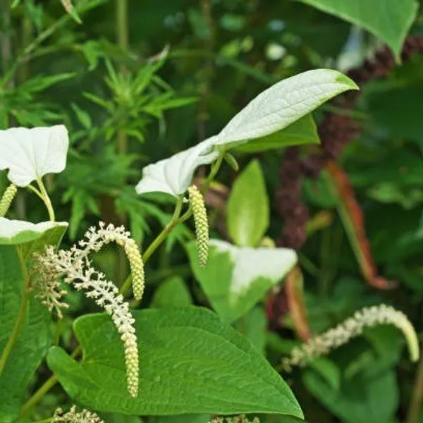Long_Piper_Piple_Plant