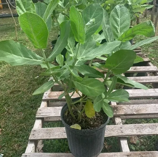 Sweet_Akanda_Mediclinal_Flower_Plant