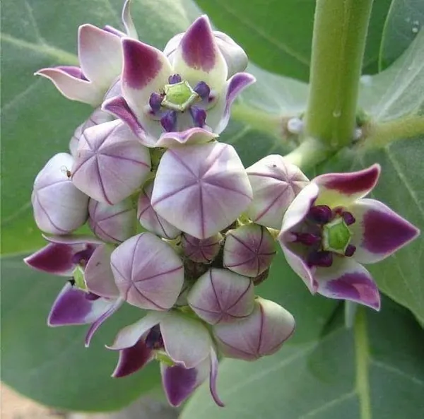 Sweet_Akanda_Mediclinal_Flower_Plant
