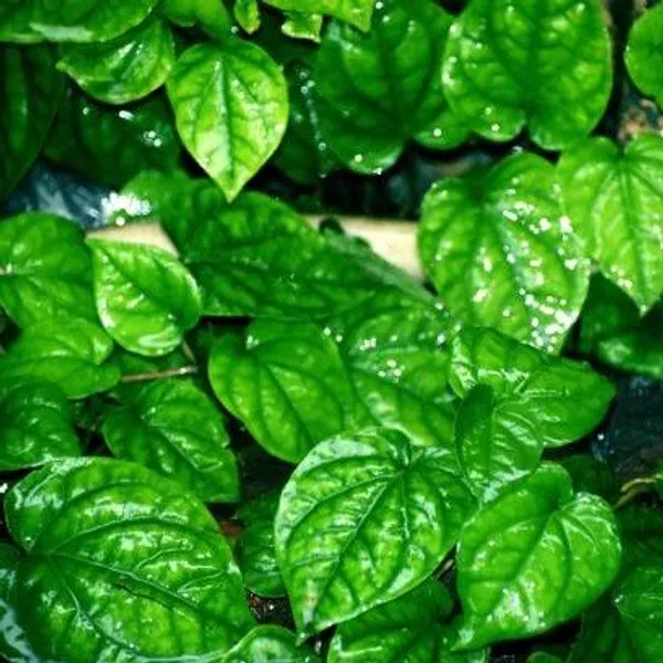 Indian_Betel_Leaf_Plant