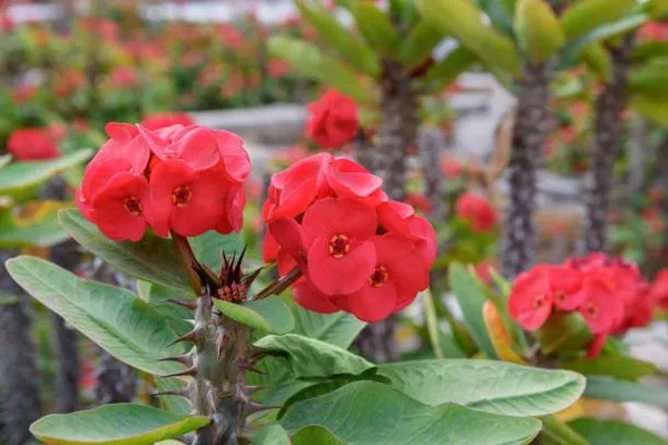 Euphorbia_Mili_Flower_Plant_Red