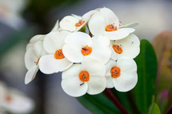 Euphorbia_Mili_Flower_Plant_White
