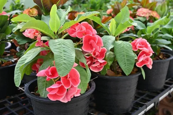 Euphorbia_Mili_Flower_Plant_Pink