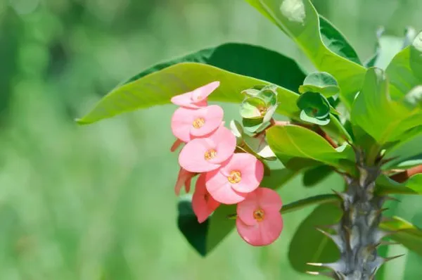 Euphorbia_Mili_Flower_Plant_Pink