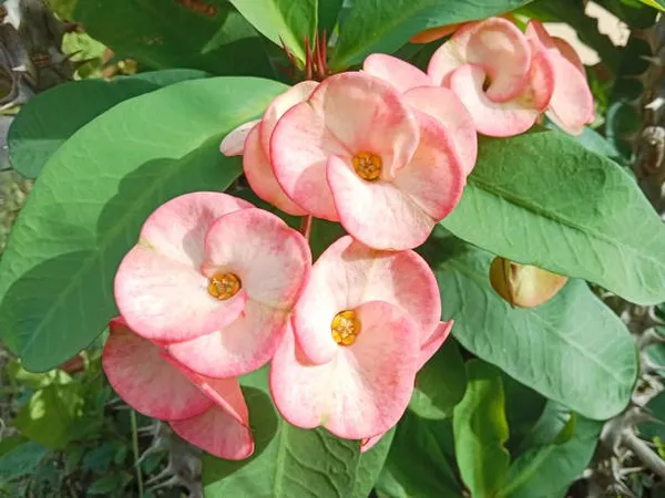Euphorbia_Mili_Flower_Plant_White