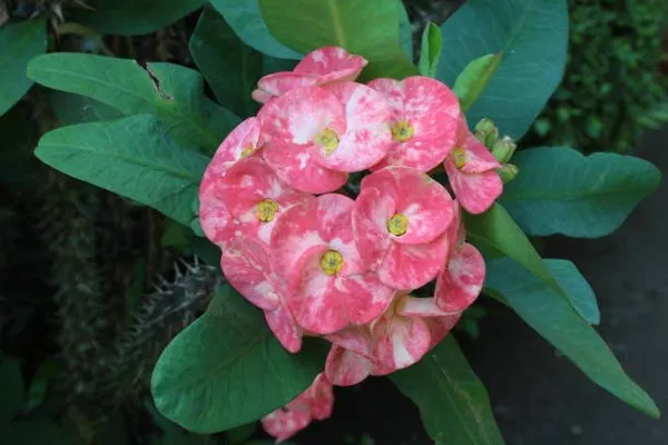 Euphorbia_Mili_Flower_Plant_White