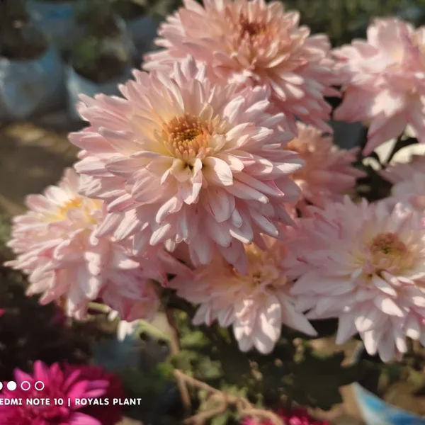 Chrysanthemum_Chandramallika_Flower_Plant_Baby_Pink