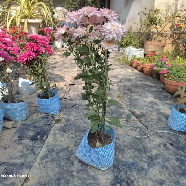 Chrysanthemum_Chandramallika_Flower_Plant_Baby_Pink