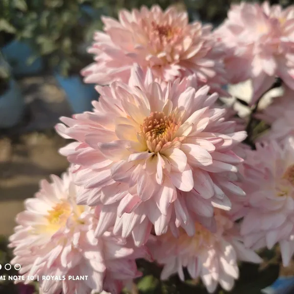 Chrysanthemum_Chandramallika_Flower_Plant_Baby_Pink
