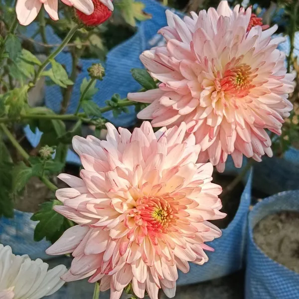 Chrysanthemum_Chandramallika_Flower_Plant_Baby_Pink