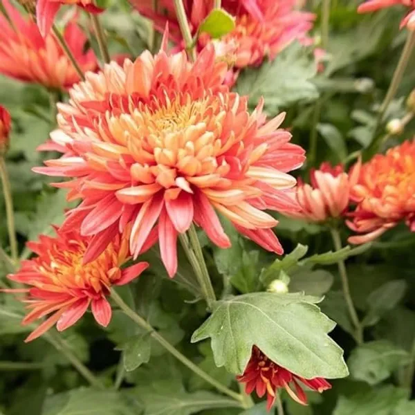 Chrysanthemum_Chandramallika_Flower_Plant_Orange