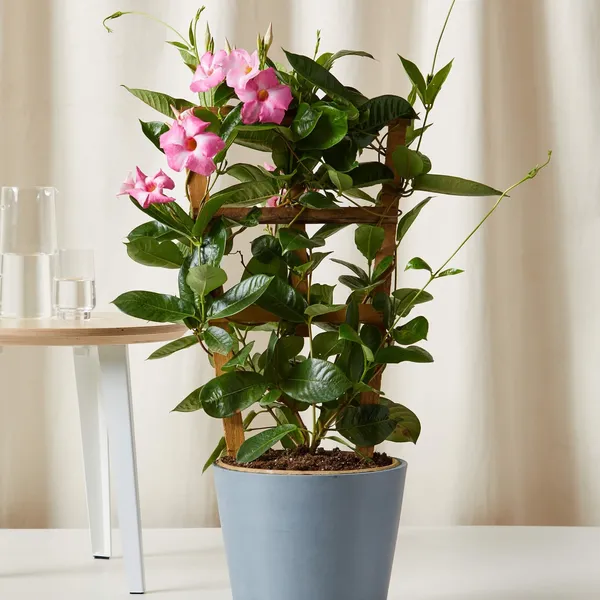 Mandevilla_Flower_Plant_Light_Purple