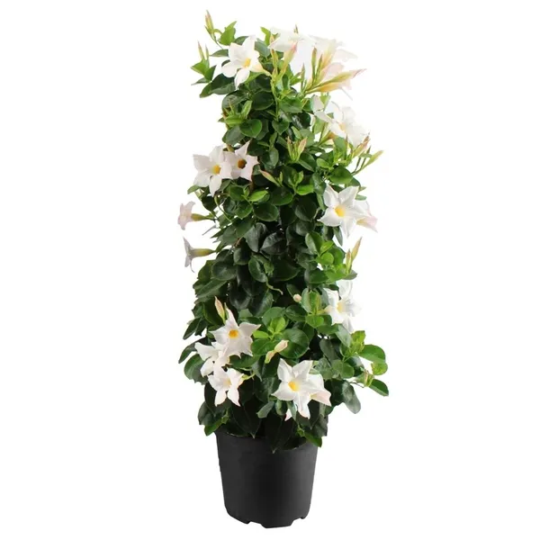 Mandevilla_Flower_Plant_White