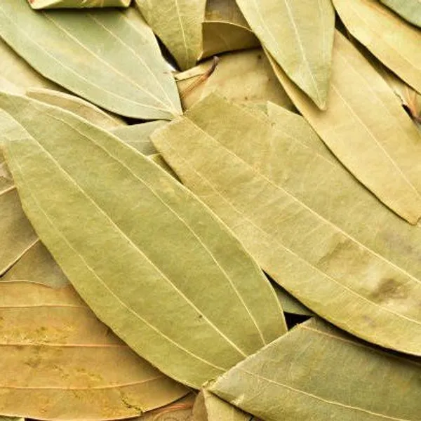 Bay_Leaf_Live_Plant
