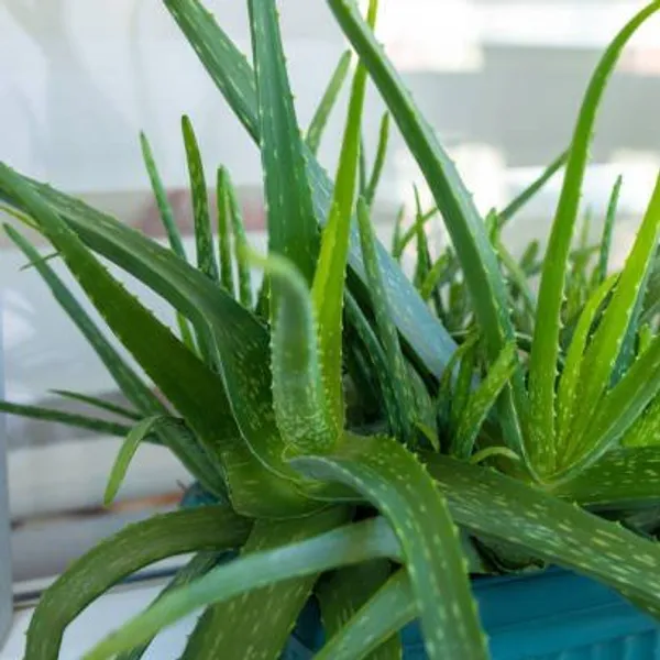 Aloe_Vera_Mediclinal_Live__Plant