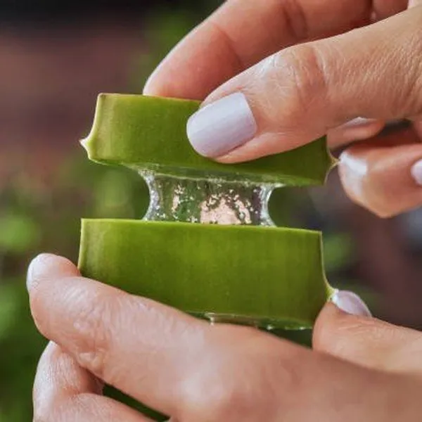 Aloe_Vera_Mediclinal_Live__Plant