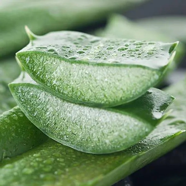 Aloe_Vera_Mediclinal_Live__Plant