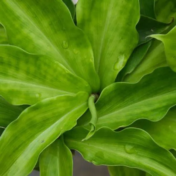 Chamaecostus_Cuspidatus_|_Insulin_Medicinal_Plant