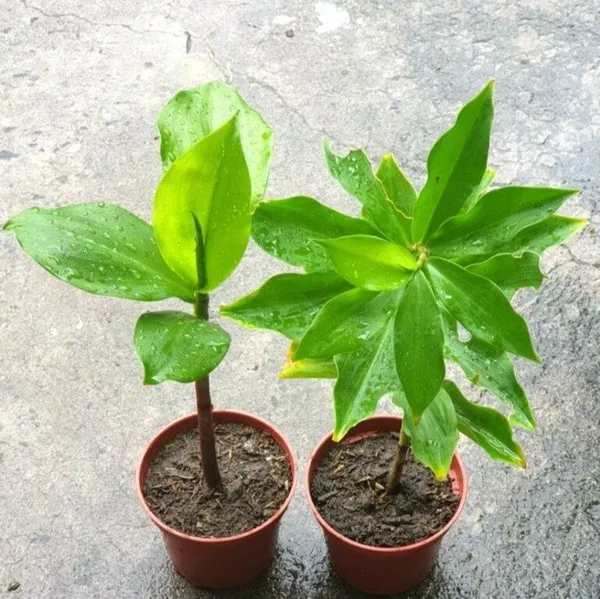 Chamaecostus_Cuspidatus_|_Insulin_Medicinal_Plant