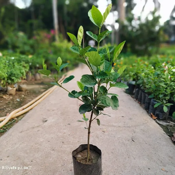 Arabian_Jasmine_Perfuming_Flower_Plant_White