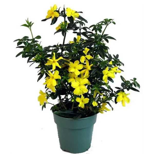 Cape_Jasmine_Perfuming_Flower_Plant_Yellow