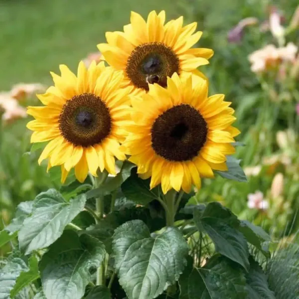 Yellow_Sunflower_Plant