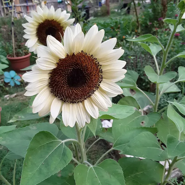 White_Sunflower_Plant