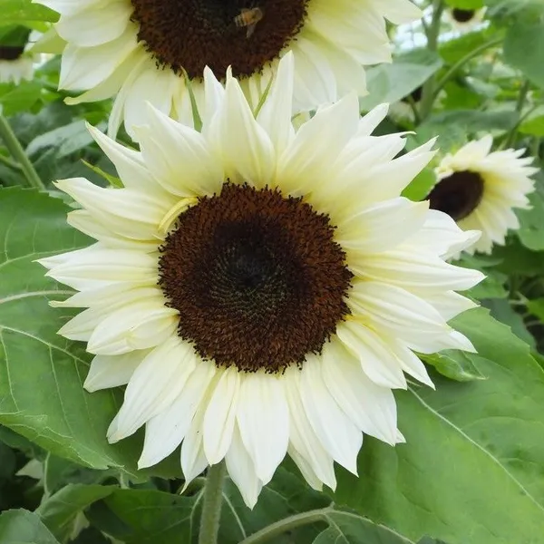 White_Sunflower_Plant